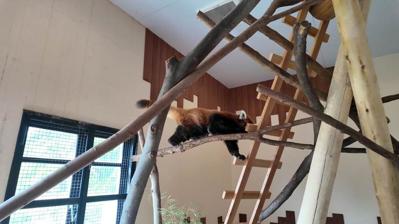 アドベンチャーワールドのレッサーパンダ